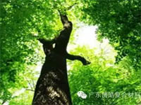 【博皓感悟】欲為大樹，莫與草爭